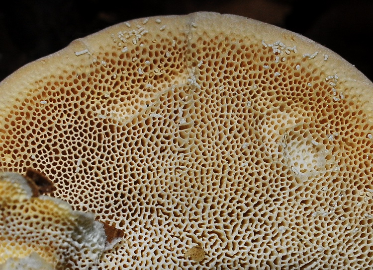 Aphyllophorales dal bosco di faggio